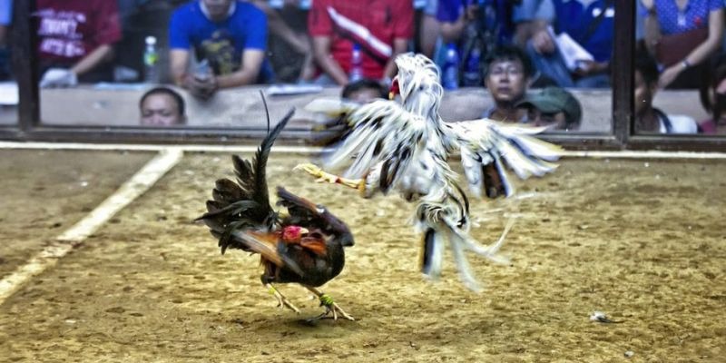 bj88 thomo qq88 bắn cá