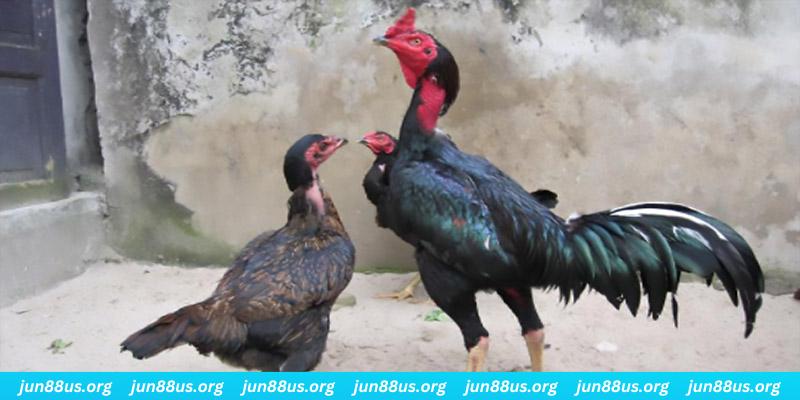 bj88 thomo casino hồ tràm có cho người việt vào không